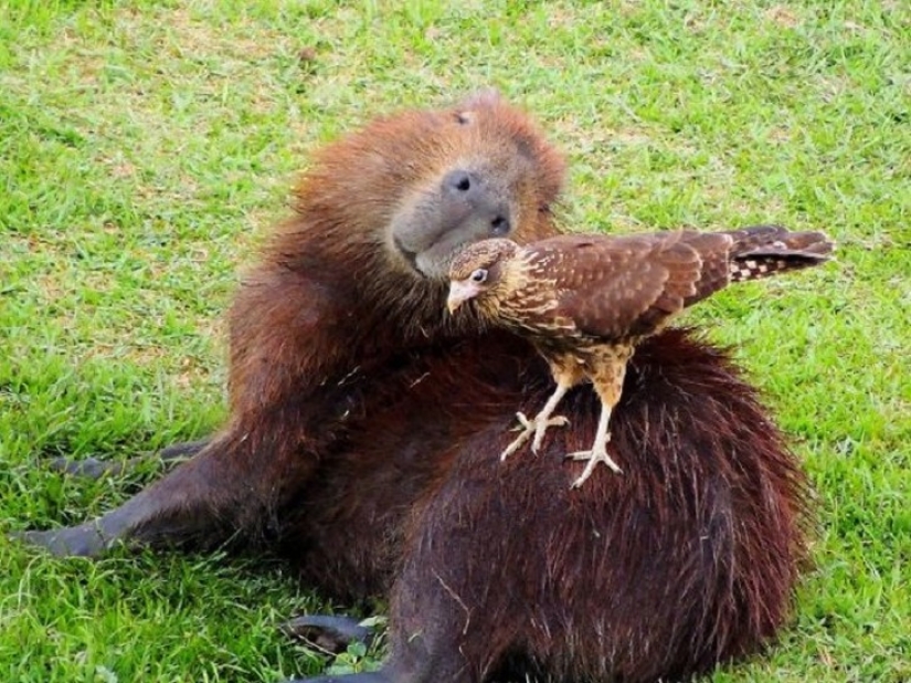 ¿Por qué todos los animales el amor capibaras
