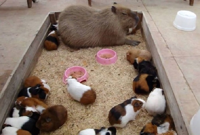 ¿Por qué todos los animales el amor capibaras