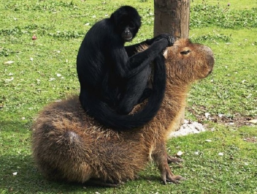 ¿Por qué todos los animales el amor capibaras