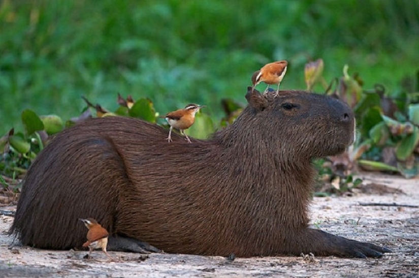 ¿Por qué todos los animales el amor capibaras