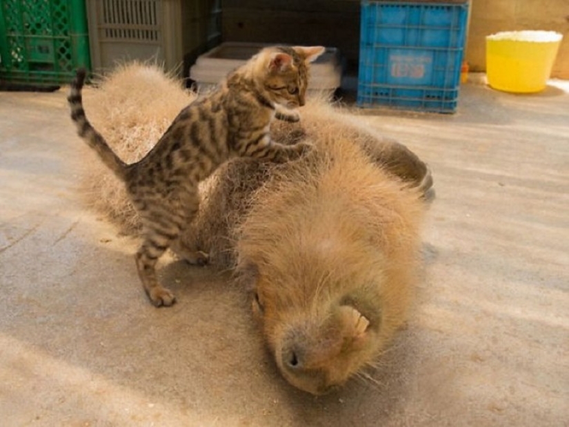¿Por qué todos los animales el amor capibaras