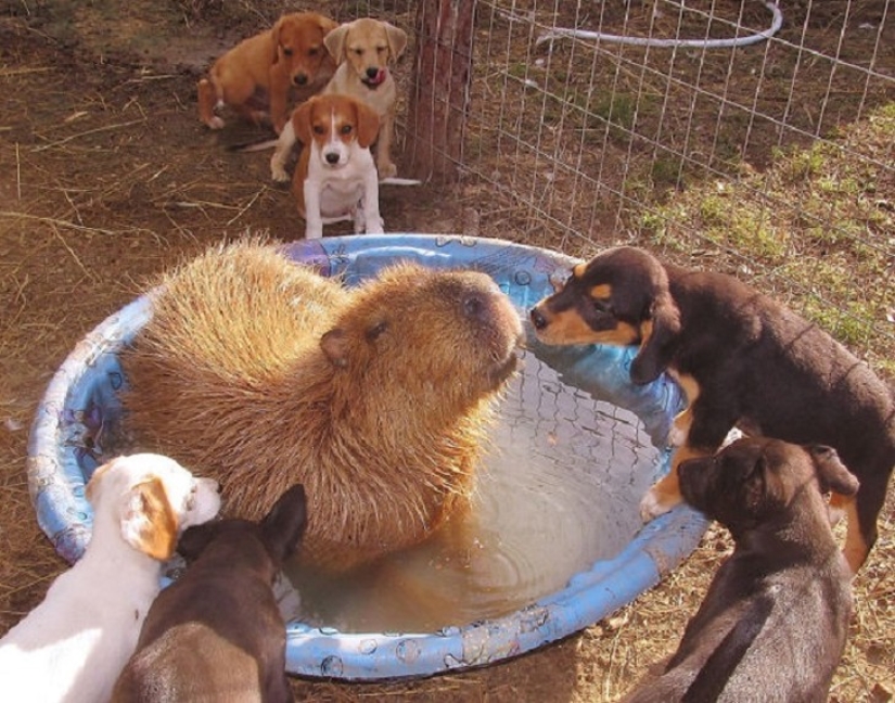 ¿Por qué todos los animales el amor capibaras