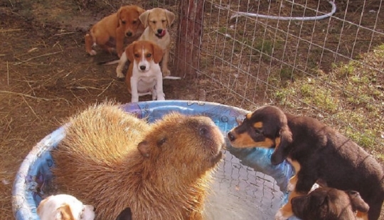 ¿Por qué todos los animales el amor capibaras