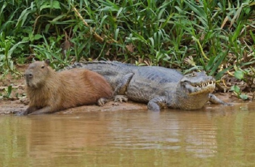 ¿Por qué todos los animales el amor capibaras