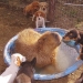 ¿Por qué todos los animales el amor capibaras ¿Por qué todos los animales el amor capibaras