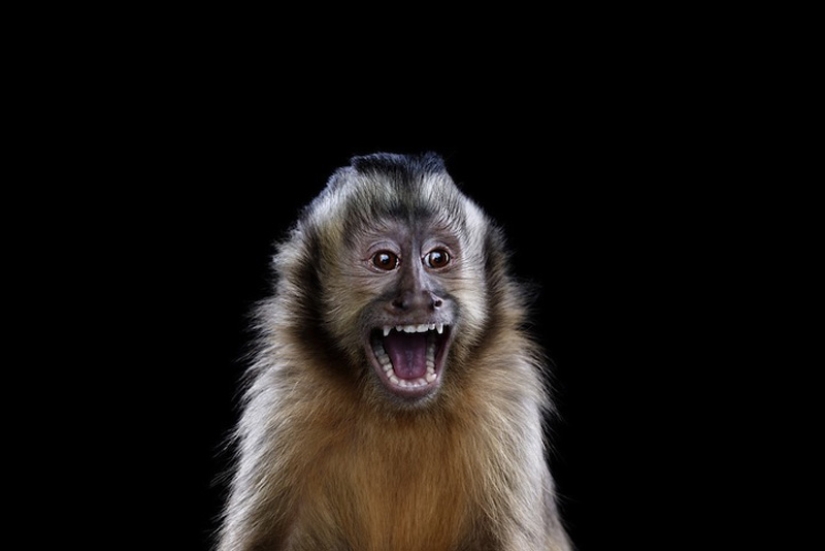 Primer plano retratos de animales