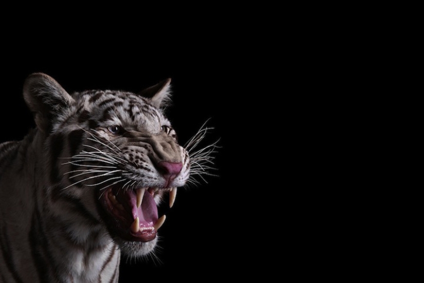 Primer plano retratos de animales