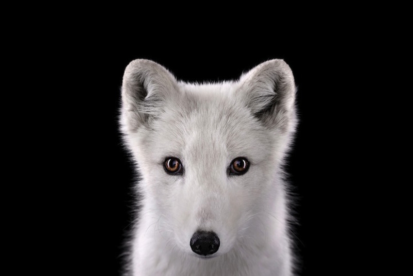 Primer plano retratos de animales