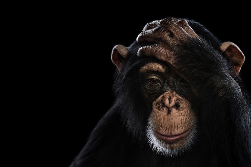 Primer plano retratos de animales