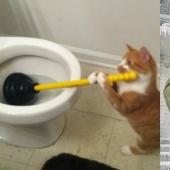 Prolonging life: it is impossible to look at these cats without laughing Prolonging life: it is impossible to look at these cats without laughing