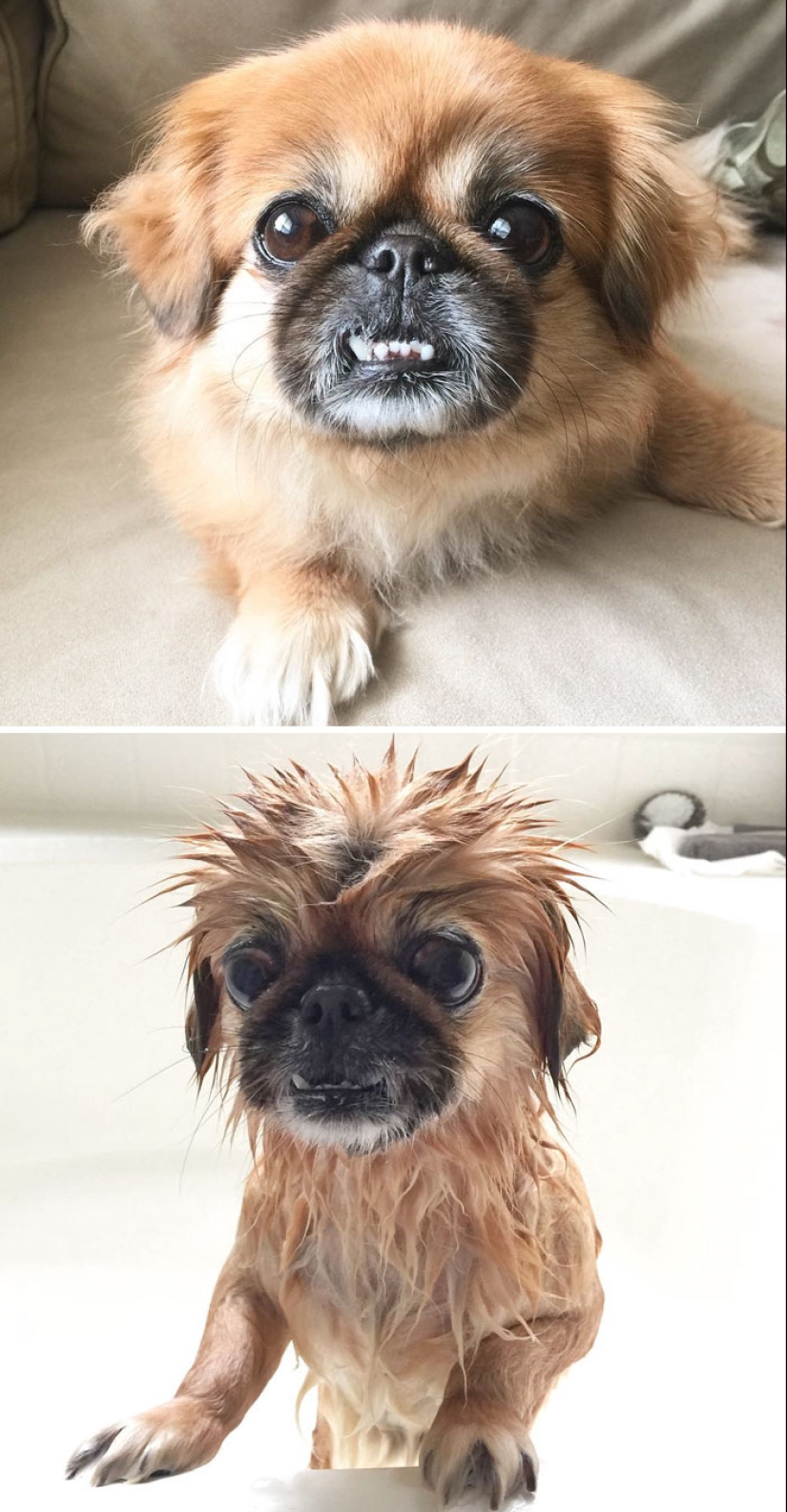 Publicación para perros mojados: Perros divertidos antes y después del baño
