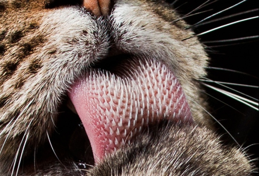¿Qué diablos es eso?! 20 fotos que representan cosas realmente extrañas