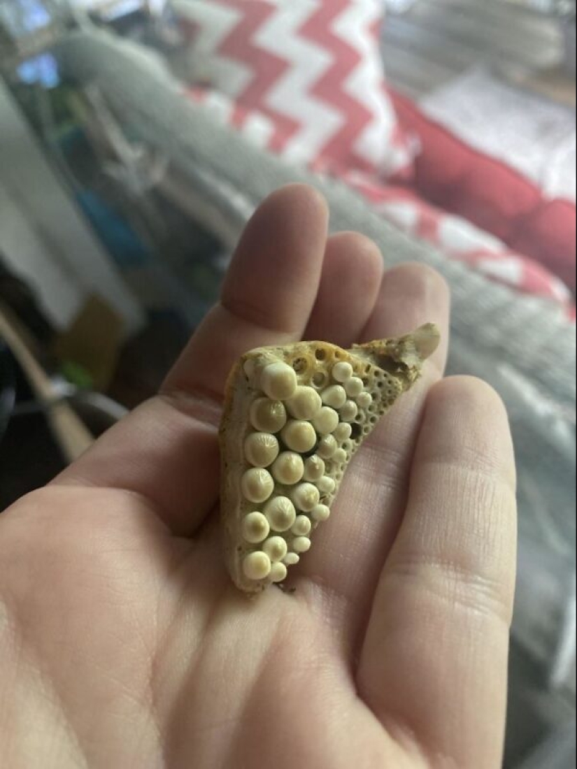 ¿Qué es esta cosa? 40 objetos misteriosos y su propósito