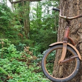 ¿Qué esconde la leyenda de una bicicleta incrustada en un árbol? ¿Qué esconde la leyenda de una bicicleta incrustada en un árbol?