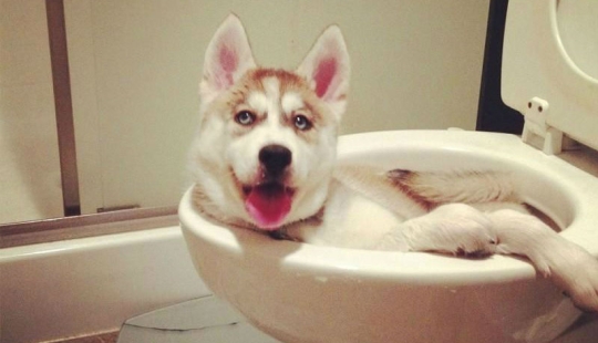 Qué está haciendo el perro cuando los dueños no están en casa