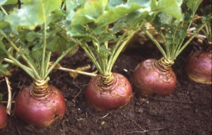 ¿Qué hicieron los Rusos crecen en el jardín antes de la aparición de patatas