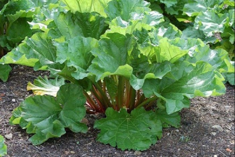 ¿Qué hicieron los Rusos crecen en el jardín antes de la aparición de patatas