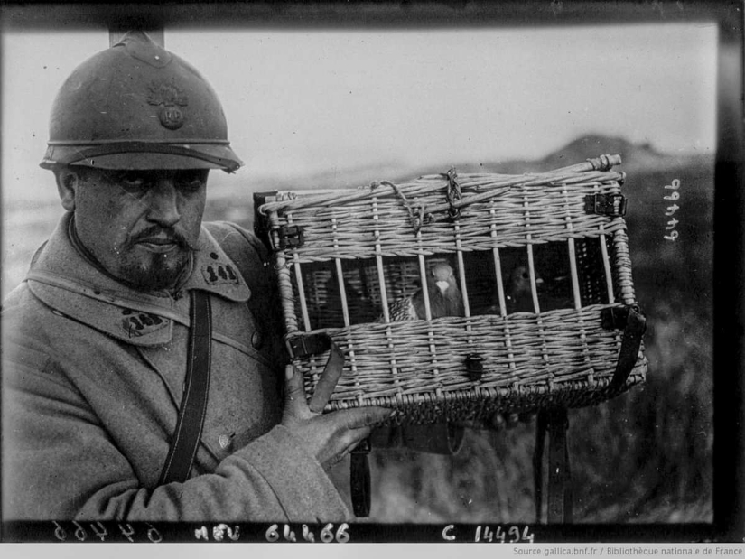 Qué papel desempeñaron las palomas en la Primera Guerra Mundial y qué tienen que ver los autobuses de dos pisos