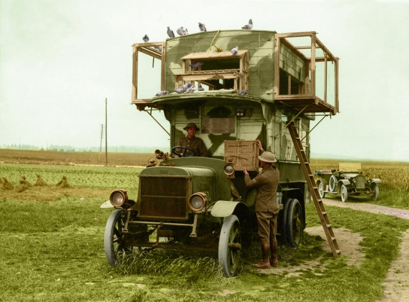 Qué papel desempeñaron las palomas en la Primera Guerra Mundial y qué tienen que ver los autobuses de dos pisos