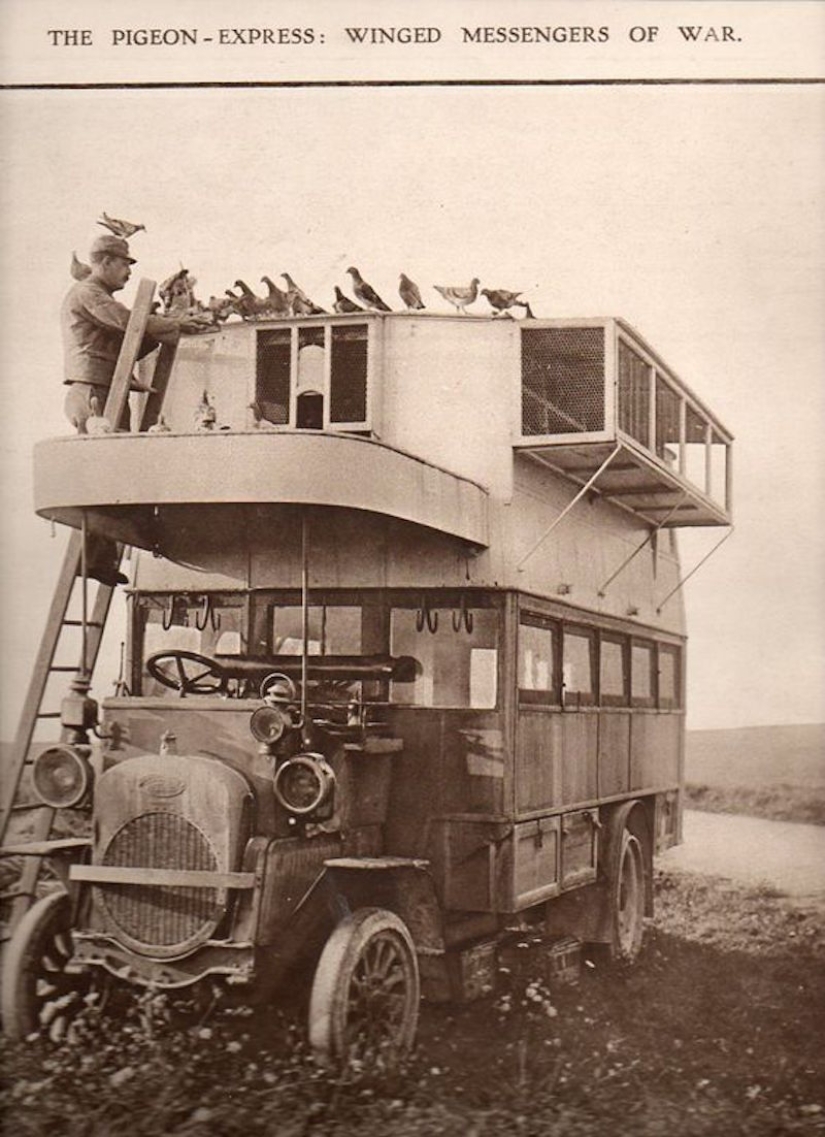 Qué papel desempeñaron las palomas en la Primera Guerra Mundial y qué tienen que ver los autobuses de dos pisos