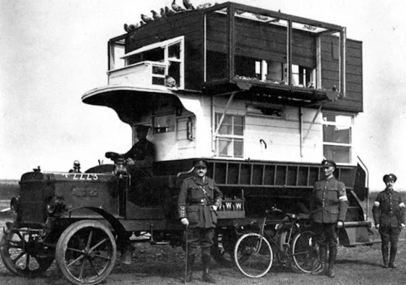 Qué papel desempeñaron las palomas en la Primera Guerra Mundial y qué tienen que ver los autobuses de dos pisos