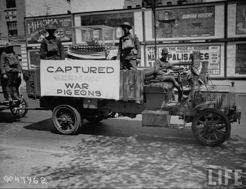 Qué papel desempeñaron las palomas en la Primera Guerra Mundial y qué tienen que ver los autobuses de dos pisos
