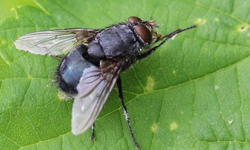 ¿Qué pasa si te tragas una mosca? ¿Qué pasa si te tragas una mosca?