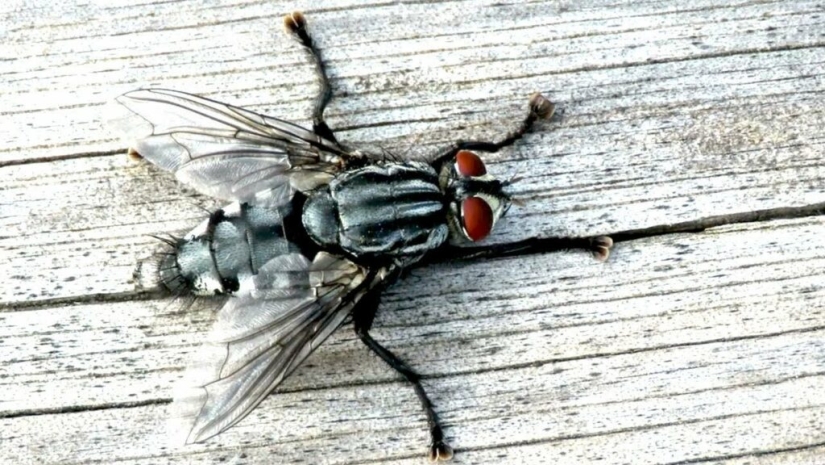 ¿Qué pasa si te tragas una mosca? ¿Qué pasa si te tragas una mosca?