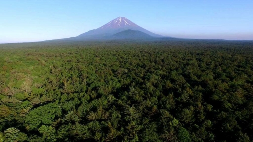¿Qué se esconde tras Aokigahara? El bosque de los suicidios en el corazón de Japón