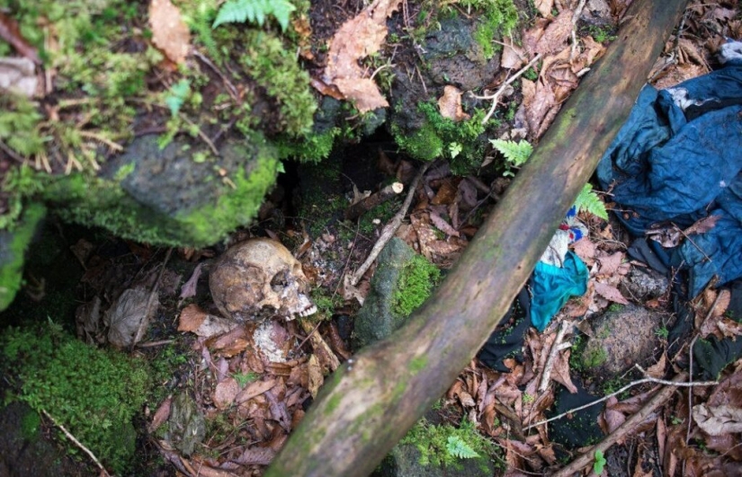 ¿Qué se esconde tras Aokigahara? El bosque de los suicidios en el corazón de Japón