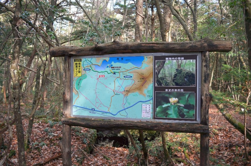 ¿Qué se esconde tras Aokigahara? El bosque de los suicidios en el corazón de Japón
