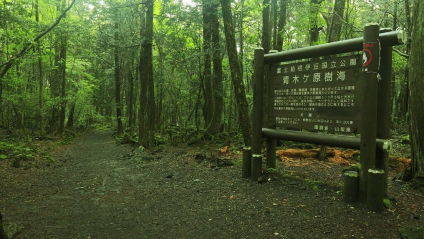 ¿Qué se esconde tras Aokigahara? El bosque de los suicidios en el corazón de Japón