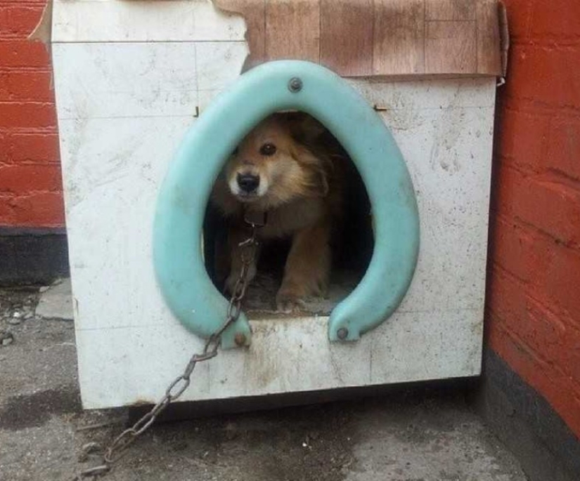 ¿Qué te parece esto, Elon Musk: 22 inventos dudosos de genios domésticos? ¿Qué te parece esto, Elon Musk: 22 inventos dudosos de genios domésticos?