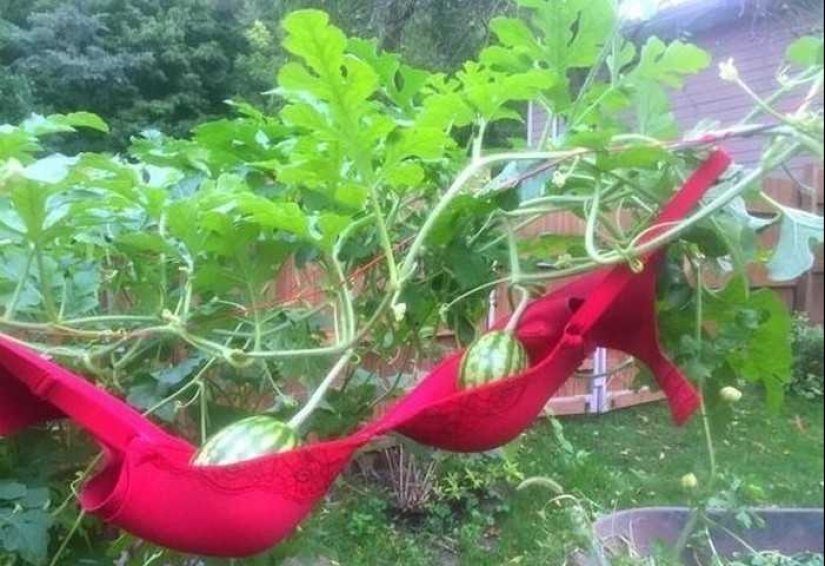 ¿Qué te parece esto, Elon Musk: 22 inventos dudosos de genios domésticos? ¿Qué te parece esto, Elon Musk: 22 inventos dudosos de genios domésticos?