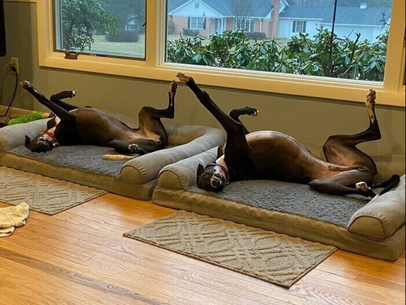 Qué tontos: 20 + fotos divertidas de perros para el estado de ánimo Qué tontos: 20 + fotos divertidas de perros para el estado de ánimo