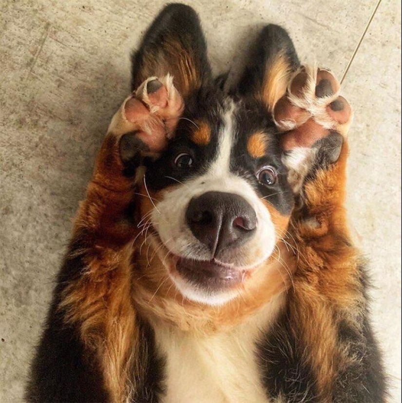 Qué tontos: 20 + fotos divertidas de perros para el estado de ánimo Qué tontos: 20 + fotos divertidas de perros para el estado de ánimo