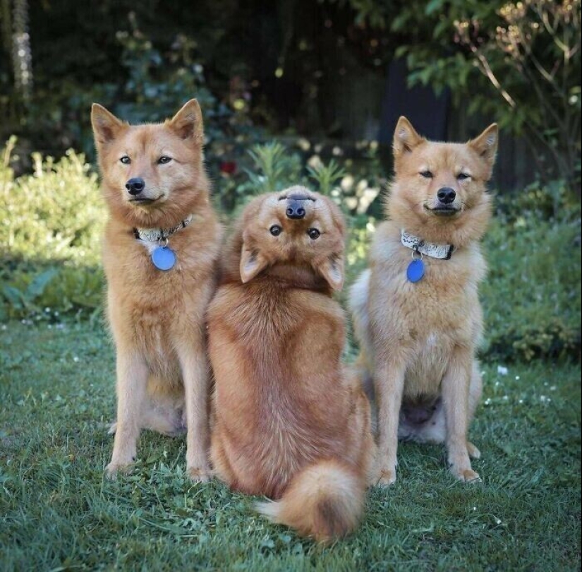 Qué tontos: 20 + fotos divertidas de perros para el estado de ánimo Qué tontos: 20 + fotos divertidas de perros para el estado de ánimo