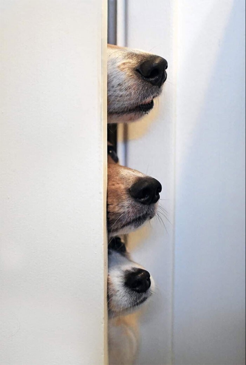 Qué tontos: 20 + fotos divertidas de perros para el estado de ánimo Qué tontos: 20 + fotos divertidas de perros para el estado de ánimo