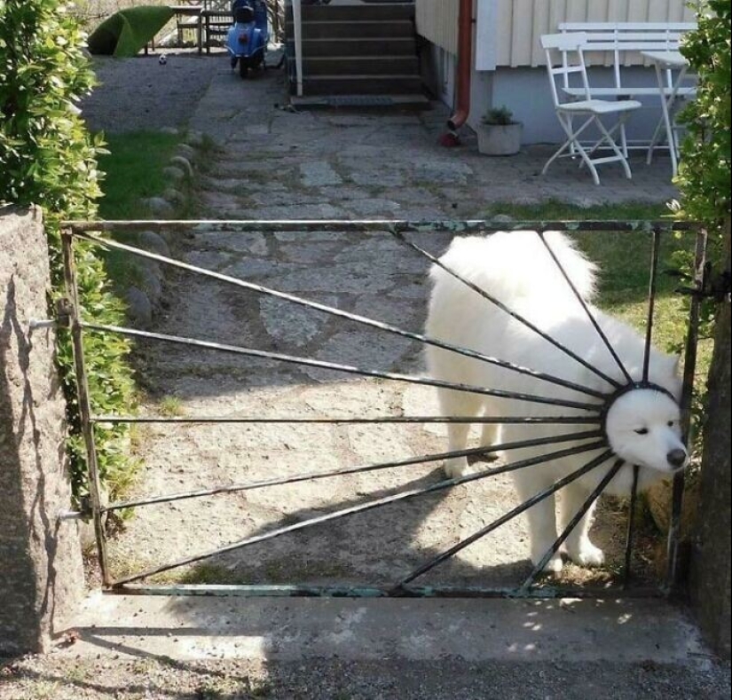 Qué tontos: 20 + fotos divertidas de perros para el estado de ánimo Qué tontos: 20 + fotos divertidas de perros para el estado de ánimo