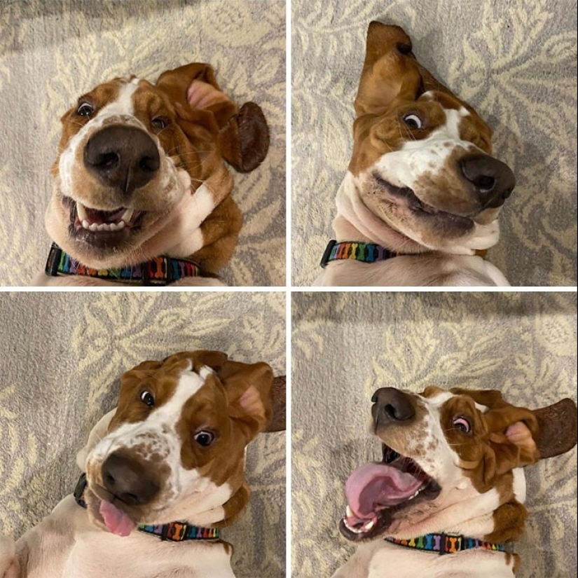 Qué tontos: 20 + fotos divertidas de perros para el estado de ánimo Qué tontos: 20 + fotos divertidas de perros para el estado de ánimo