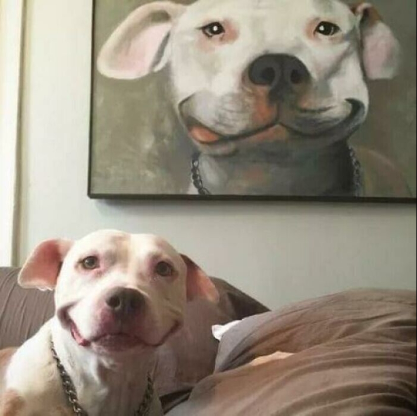 Qué tontos: 20 + fotos divertidas de perros para el estado de ánimo Qué tontos: 20 + fotos divertidas de perros para el estado de ánimo