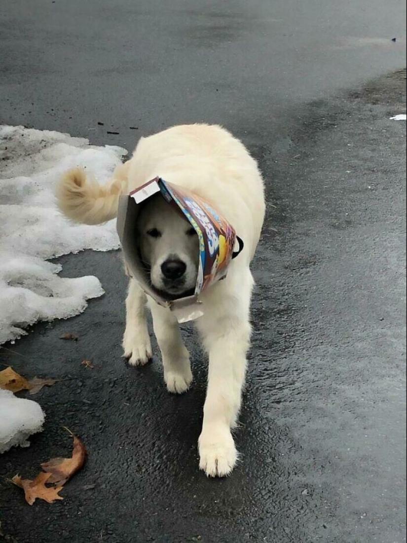 Qué tontos: 20 + fotos divertidas de perros para el estado de ánimo Qué tontos: 20 + fotos divertidas de perros para el estado de ánimo