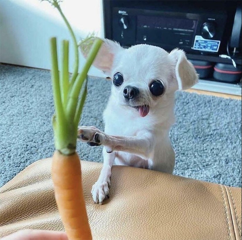 Qué tontos: 20 + fotos divertidas de perros para el estado de ánimo Qué tontos: 20 + fotos divertidas de perros para el estado de ánimo