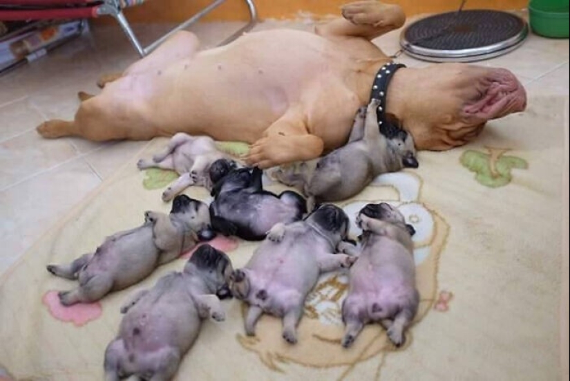 Qué tontos: 20 + fotos divertidas de perros para el estado de ánimo Qué tontos: 20 + fotos divertidas de perros para el estado de ánimo