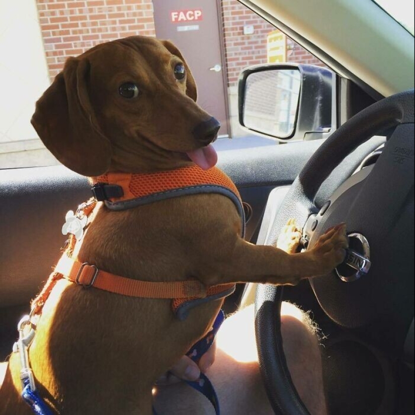 Qué tontos: 20 + fotos divertidas de perros para el estado de ánimo Qué tontos: 20 + fotos divertidas de perros para el estado de ánimo