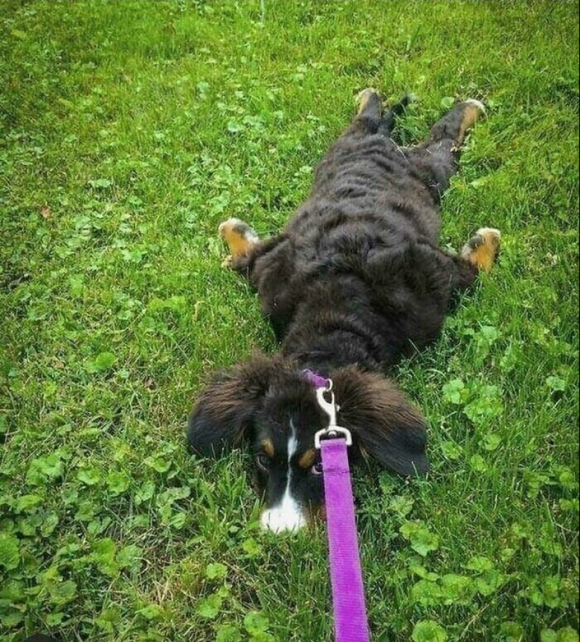 Qué tontos: 20 + fotos divertidas de perros para el estado de ánimo Qué tontos: 20 + fotos divertidas de perros para el estado de ánimo