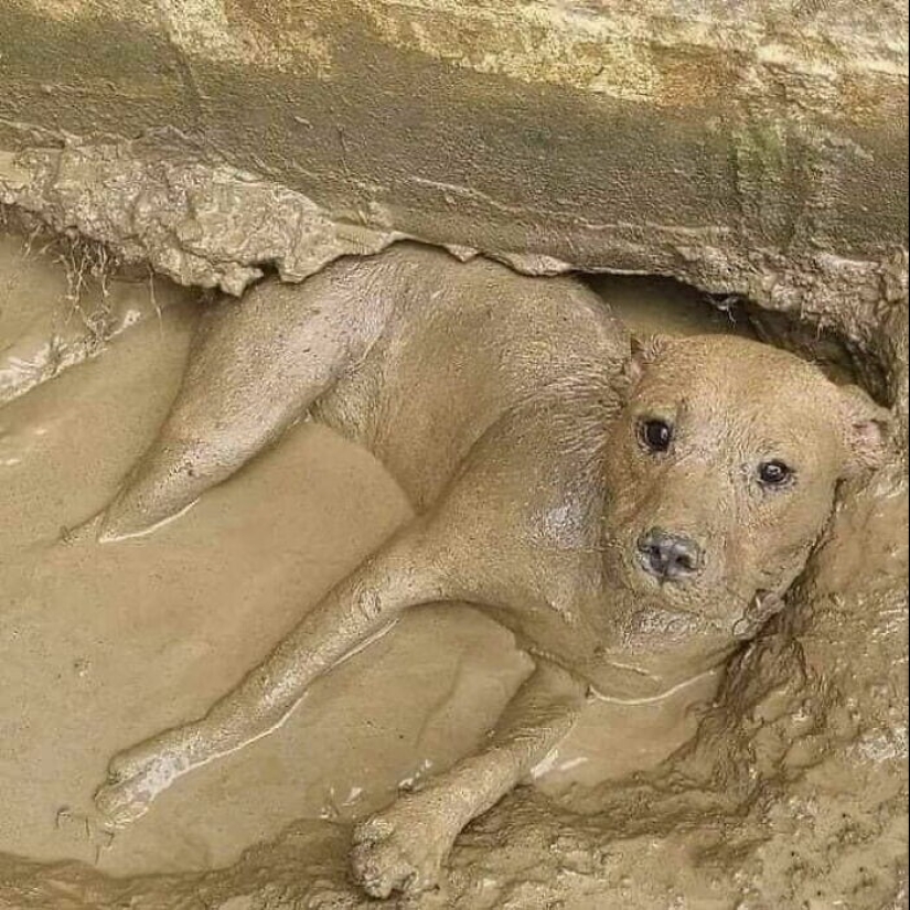 Qué tontos: 20 + fotos divertidas de perros para el estado de ánimo Qué tontos: 20 + fotos divertidas de perros para el estado de ánimo
