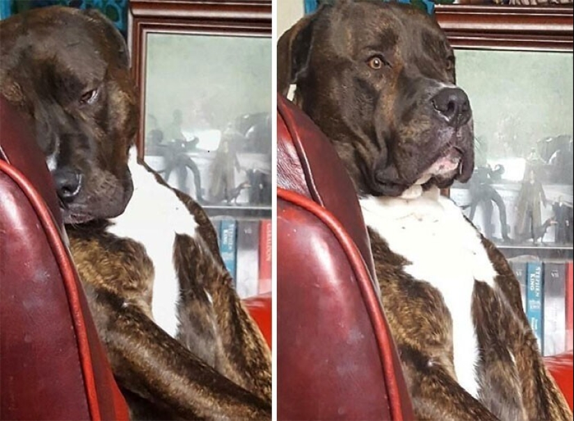 Qué tontos: 20 + fotos divertidas de perros para el estado de ánimo Qué tontos: 20 + fotos divertidas de perros para el estado de ánimo