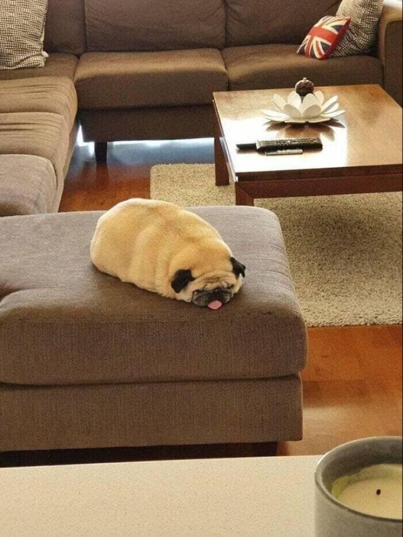 Qué tontos: 20 + fotos divertidas de perros para el estado de ánimo Qué tontos: 20 + fotos divertidas de perros para el estado de ánimo