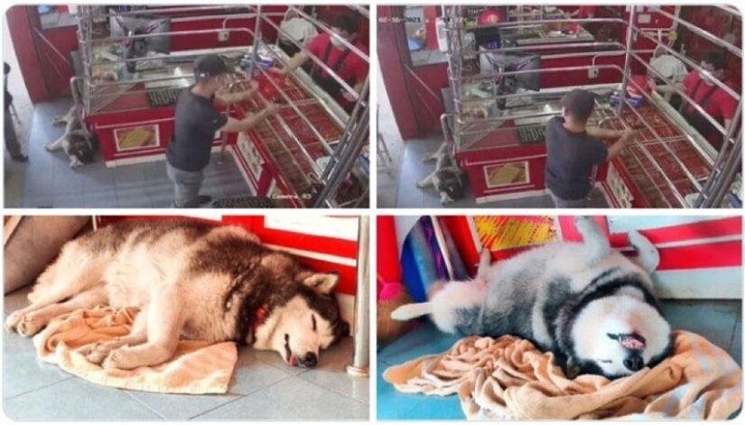 Qué tontos: 20 + fotos divertidas de perros para el estado de ánimo Qué tontos: 20 + fotos divertidas de perros para el estado de ánimo